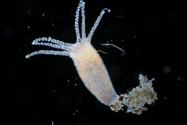 Kraken актуальный сайт